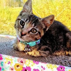 Meet your Posher, Karol